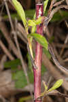 Elliott's aster